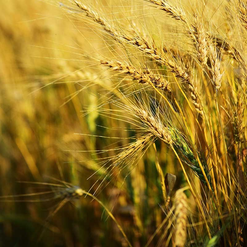 Maradi%20Foods